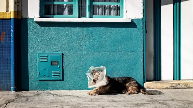 dónde trabaja el veterinario en medicina veterinaria