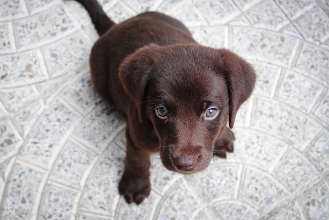 a los cuántos meses se le enseña a un perro dogtoraflaca