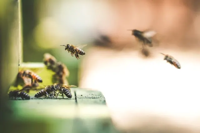 perro con picadura de abeja dogtora flaca